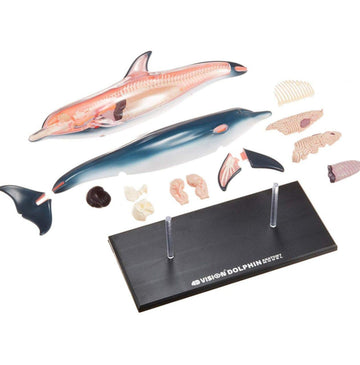 Famemaster 4D-Vision Dolphin Anatomy Model