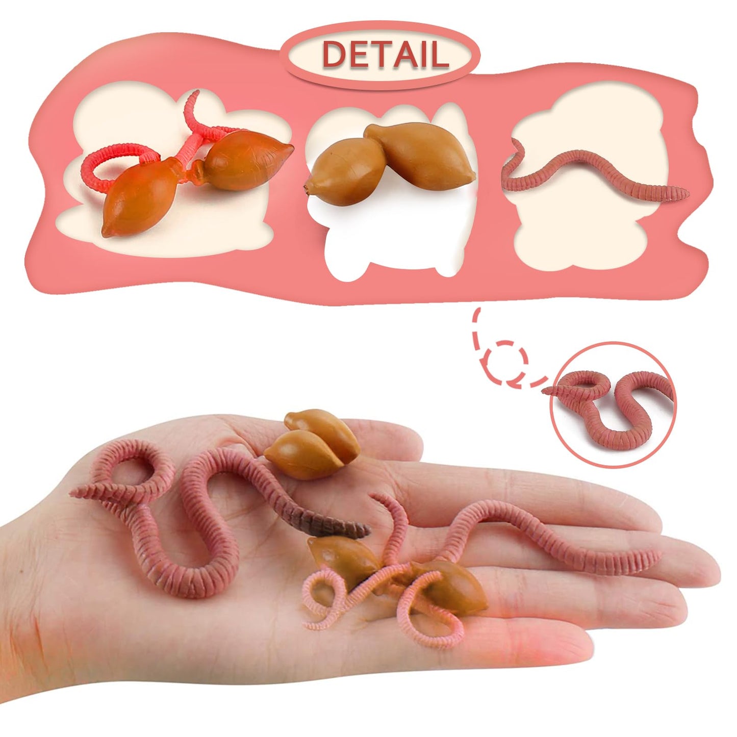 Life Cycle of Earthworm Toys Earthworm Life Cycle Figurines Set Realistic Preschool Animals Figures Eduactional Project Diorama Model Toy for Kids