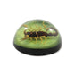 2.5 '' Golden Scorpion Dome Paperweight Green