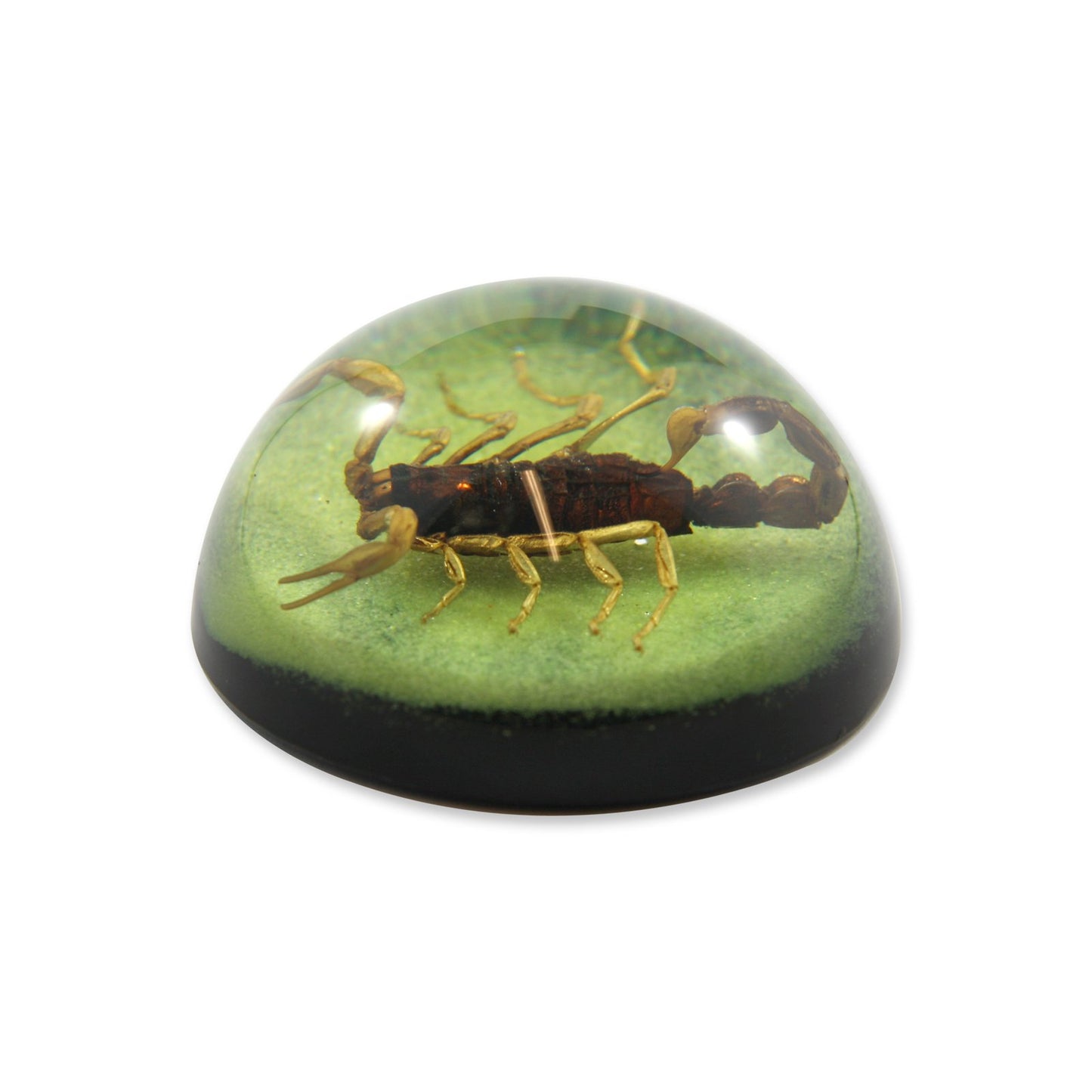 2.5 '' Golden Scorpion Dome Paperweight Green