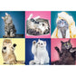 Trefl 500 Piece Jigsaw Puzzles  Kittens