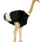 Hansa - Male Ostrich 3268