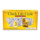 Learning Resources Chick Life Cycle Exploration Set - Multi-color Plastic Educational Toy - Model LER2733