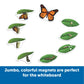 Learning Resources Butterfly Life Cycle, 9 Write And Wipe Pieces, Classroom Accessories, Teaching Aids