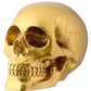 Gold Skull Head Collectible Skeleton Decoration Figurine