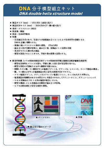 Dna Double Helix Model