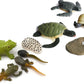 Gemini&Genius Life Cycle of Frog and Sea Turtle Toys, Insect Growth Diary Action Figures, Super Fun for Learning Gifts, Party Fa