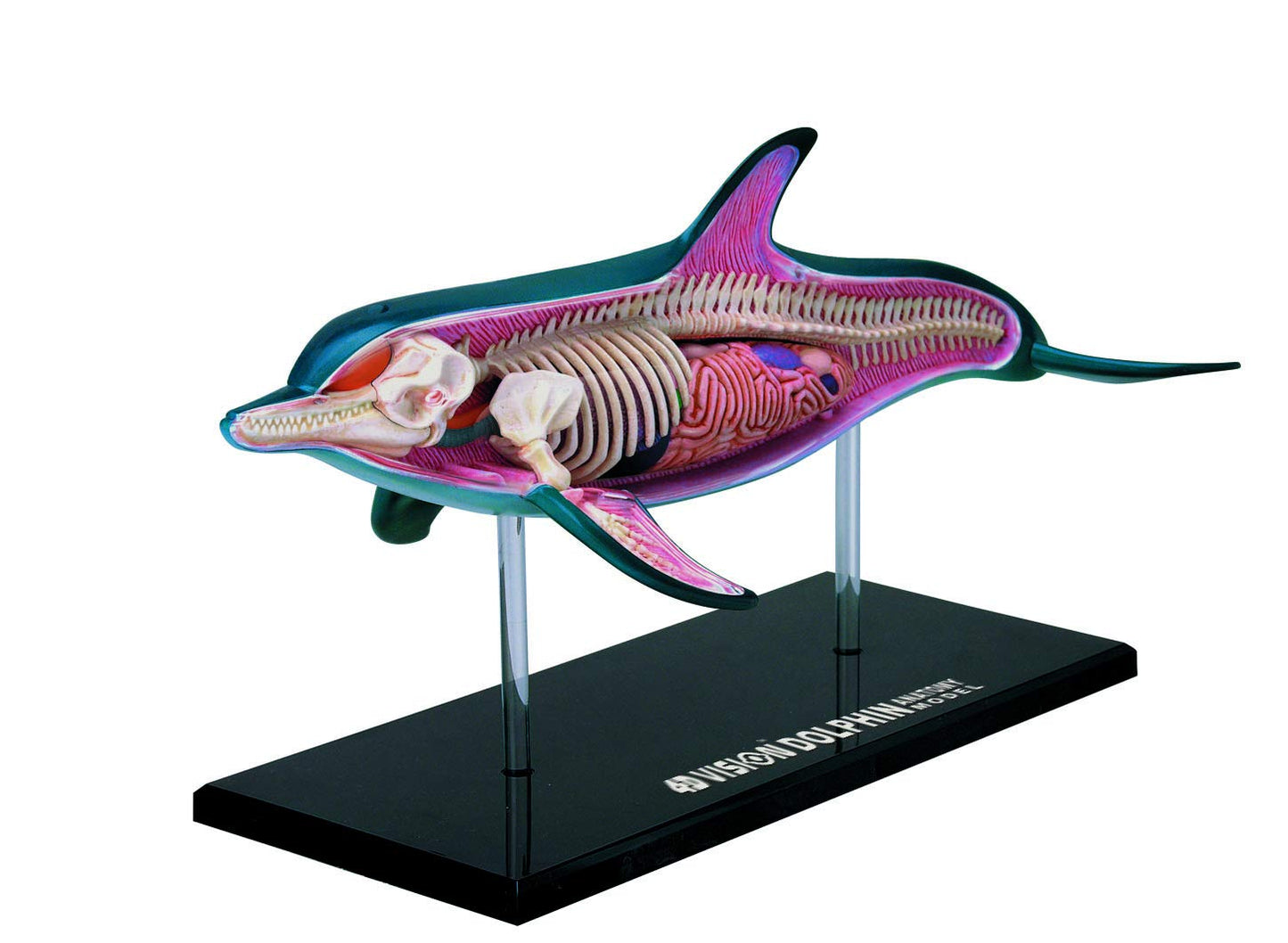 Famemaster 4D-Vision Dolphin Anatomy Model