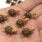 Mr_air_thai_Miniature Lot of 12 Miniature Turtle Fairy Garden Supplies Animal Figurine Furniture Dollhouse GD#003