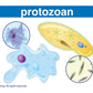 Newpath Learning Life Science Vocabulary Builder Flash Card Set, Middle School
