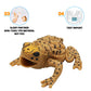 Yeonha Toys 6 Pcs Frog Toy Set - 4.5 Inch Realistic Rubber Frogs, Multicolor, Ideal for Bath Time and Animal Parties