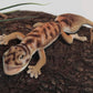 Hansa Toys Usa Gecko Finger Puppet, Tan, 25'
