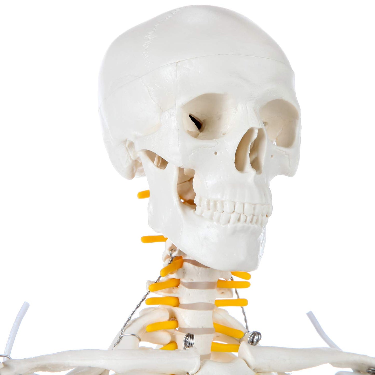 Axis Scientific Mini Human Skeleton Model, 31" Tall, Bone White, Metal Stand, Removable Arms & Legs, A-105168