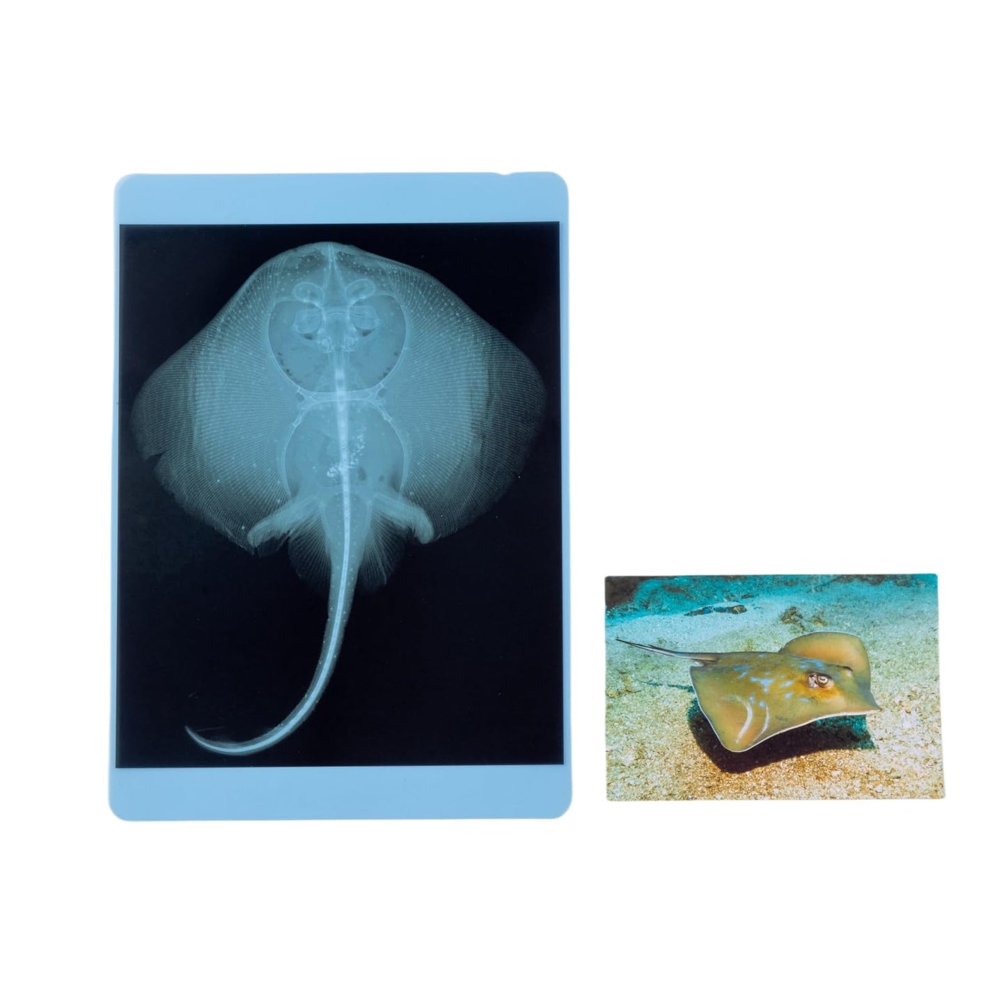 Odoorgames 20 Pieces Animal X-Ray Set - Guess Who I Am ? - Educational Science Kit For Kids: Explore The Fascinating World Of An