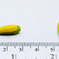 Buy Easy 20 Vegetable Fresh Sweet Corn Milk Maize Size 2 X 0.5 Cm Dollhouse Miniatures Food Kitchen Docoration
