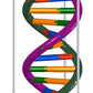 Dna Double Helix Model
