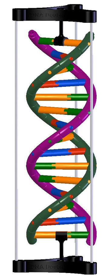 Dna Double Helix Model
