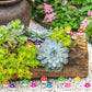 DIYDEC 100pcs Mini Resin Mushroom 8 Colors Small Mushrooms Figures Tiny Resin Mushrooms Plastic Little Miniature Mushrooms Bulk