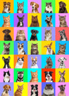 Jigsaw Puzzles For Adults 1000 Piece Puzzle For Adults 1000 Pieces Puzzle 1000 Pieces-Colourful Pets Collage