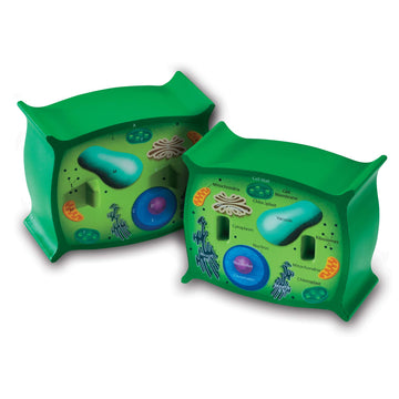 Learning Resources Cross-Section Plant Cell Model, Plant Anatomy, Science Classroom Accessories, 2 Foam Pieces, Ages 7+, Multi, 5 X 4 X 4.5 Inches (Ler1901)