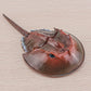 Lc Joycre Plastic Crab Toy Horseshoe Crab Figurine 7 Inch Sea Creatures Toys For Kids Crab Decor For Collection Realistic Sea Li