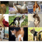 Buffalo Games - Kitty Cat Collage - 500 Piece Jigsaw Puzzle For Adults -Challenging Puzzle Perfect For Game Nights - Finished Size Is 21.25 X 15.00