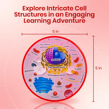 Cross Sectional Foam Animal Cell Model | Great For Classroom Learning, Teaching & Stem Kits | Clearly Labeled Organelles | Stron