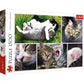 Trefl 1500 Piece Jigsaw Puzzle, Just Cat Things Collage, Pets, Cats And Kittens, Animal Collage, Adult Puzzles, 26145