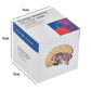 Kits of Medicine Human Anatomy Study Cube | 9 Parts Model | Ideal for Nurses, Dentists, Medical Students