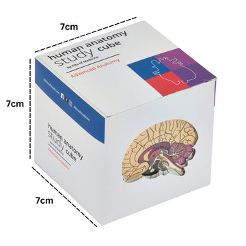 Kits of Medicine Human Anatomy Study Cube | 9 Parts Model | Ideal for Nurses, Dentists, Medical Students
