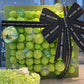 Kalor Lime Green Balloons,100 Pcs 5 Inch Mini Matte Latex Balloons For Balloon Garland Arch, Birthday Decoration, Wedding Party, Baby Shower Decorations