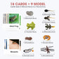 Meroco Live Tadpole To Frog Life Cycle Toys For Kids Mosquito Bug Toys For Kids 3-5 Animal Matching Game Life Cycle Figurines Fo