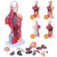 Hotrose Human Body Model For Kids, 15 Pcs Removable 11 Inch Human Torso Anatomy Model For For Teaching Study Class Students With