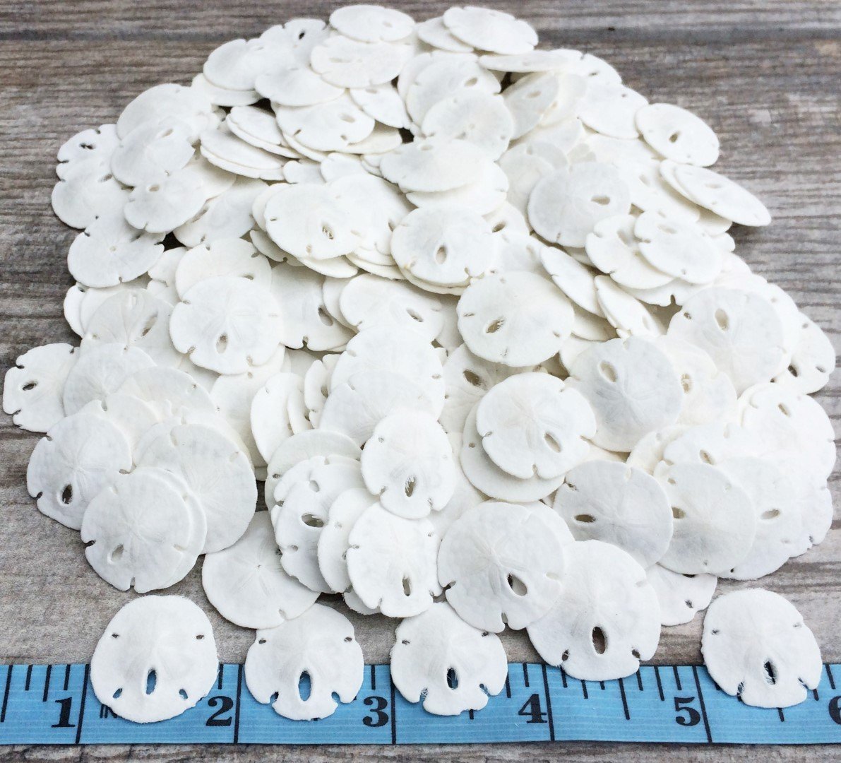 Real Sand Dollars Under 1 (200 Pack) - Sand Dollar Wall Art & Ornament Set - Beach Wedding Decor - Nautical Party Table Decor -