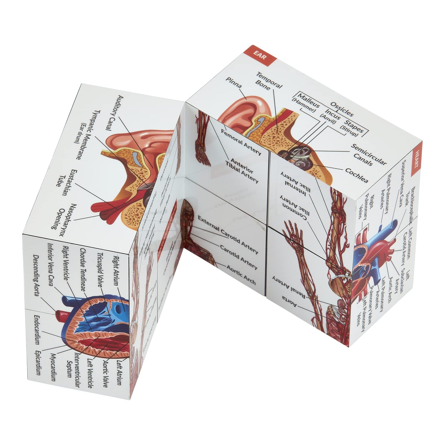 Kits of Medicine Human Anatomy Study Cube | 9 Parts Model | Ideal for Nurses, Dentists, Medical Students