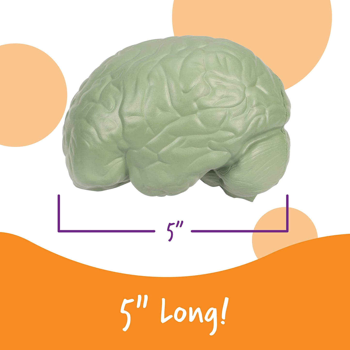 Learning Resources Cross-Section Brain Model - 2 Pieces, Ages 7+ Brain Anatomy Model, Brain Functions Model, Human Anatomy For Kids, Foam Brain Model,Back To School Supplies