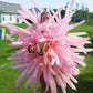 Eblliwsm 100Pcs 260Q Pale Pink Magic Long Balloons Decoration Shopping Mall Activities, Party Decoration, Parent-Child Activitie