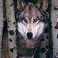 Eurographics Gray Wolf 1000-Piece Puzzle