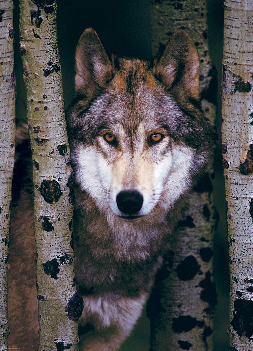 Eurographics Gray Wolf 1000-Piece Puzzle