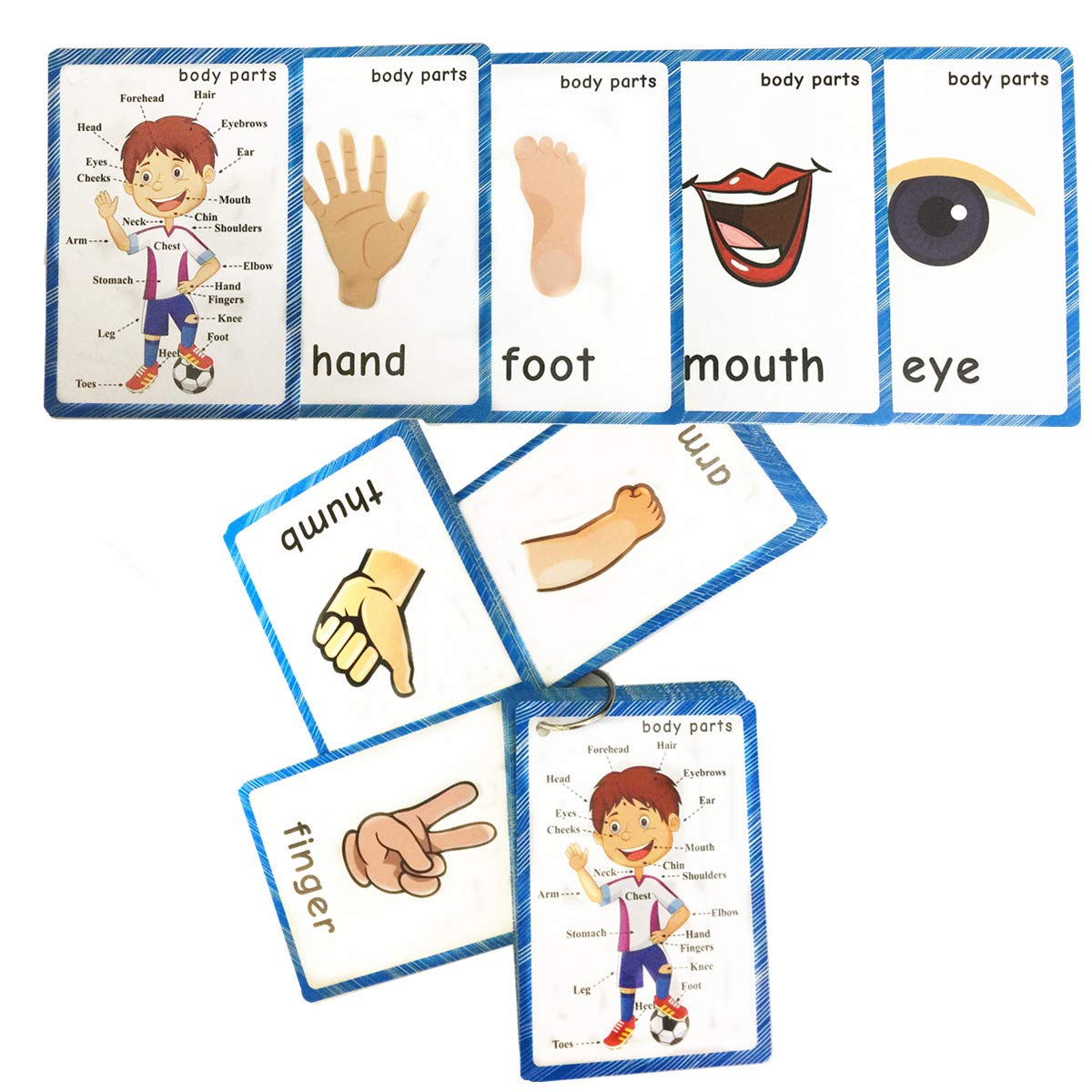 Santsun Set Of Body Parts Kid Flashcards - Educational Learning Picture & Word Card Flashcards Body Parts-The Flash Hole-Punched