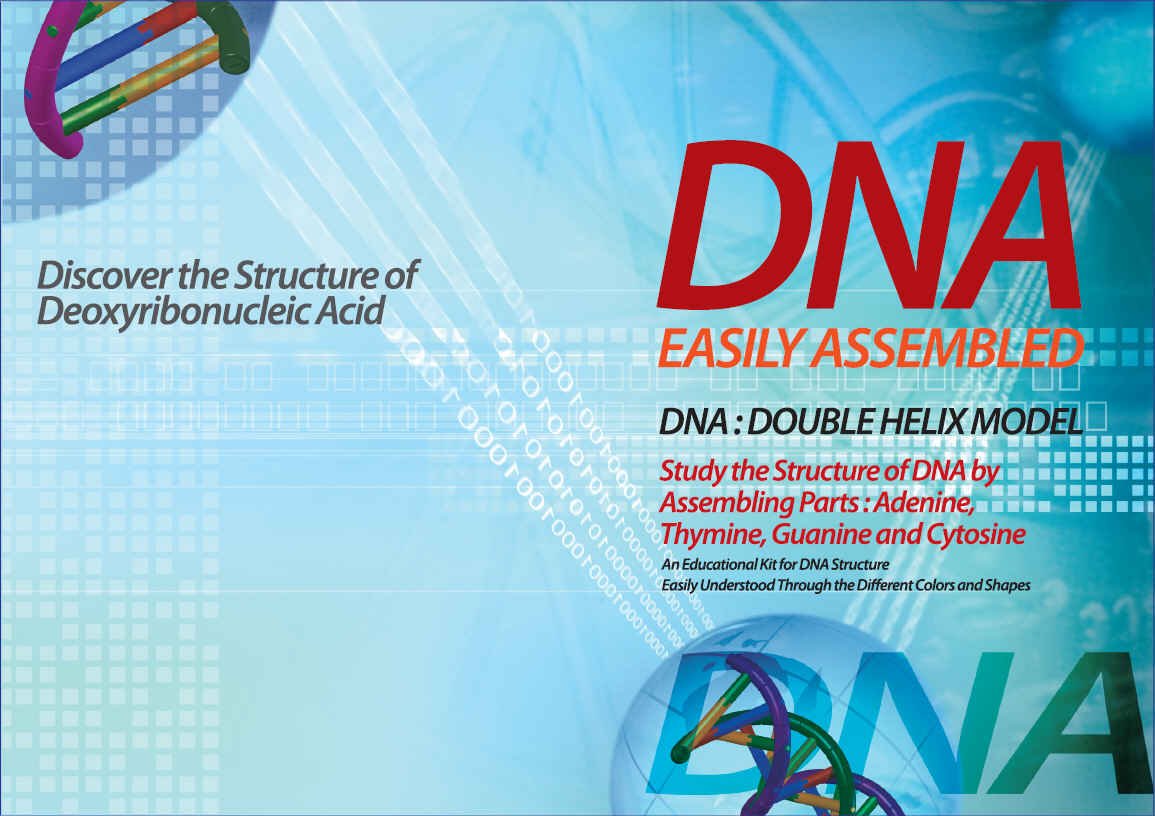 Dna Double Helix Model