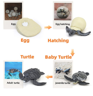 MIKNEKE Montessori Life Cycle Figures, Turtle Color, Medium Size, Plastic Material, Educational Flash Cards for 3+ Year Olds