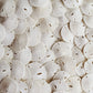 Tumbler Home Small Natural White Sand Dollars - 100 Pcs - Wedding Sea Shell For Craft 1 1/4'' To 1 1/2'' - Real Sanddollars Hand