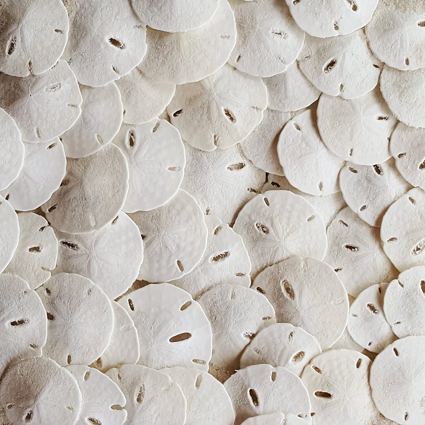 Tumbler Home Small Natural White Sand Dollars - 100 Pcs - Wedding Sea Shell For Craft 1 1/4'' To 1 1/2'' - Real Sanddollars Hand