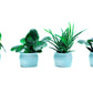 Birostiana Miniature Dollhouse Accessories 14 Pieces Miniatures Plants Flowers Bonsai Greenery Ornament For Dollhouse Fairy Gard