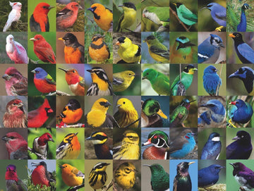 New York Puzzle Company - Cornell Lab Rainbow Of Birds - 1000 Piece Jigsaw Puzzle For Family Game Nights