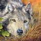CASTORLAND 500 Piece Jigsaw Puzzle  Pure Soul  Animal Puzzle  Wolf  Nature Puzzle  mature-themed Puzzles  Castorland B-53285