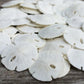 Sand Dollar  Real Sand Dollars  0.50 to 0.75 (50pk)  Sand Dollar Shells  Wedding Seashell Craft  Sand Dollars for Crafts 