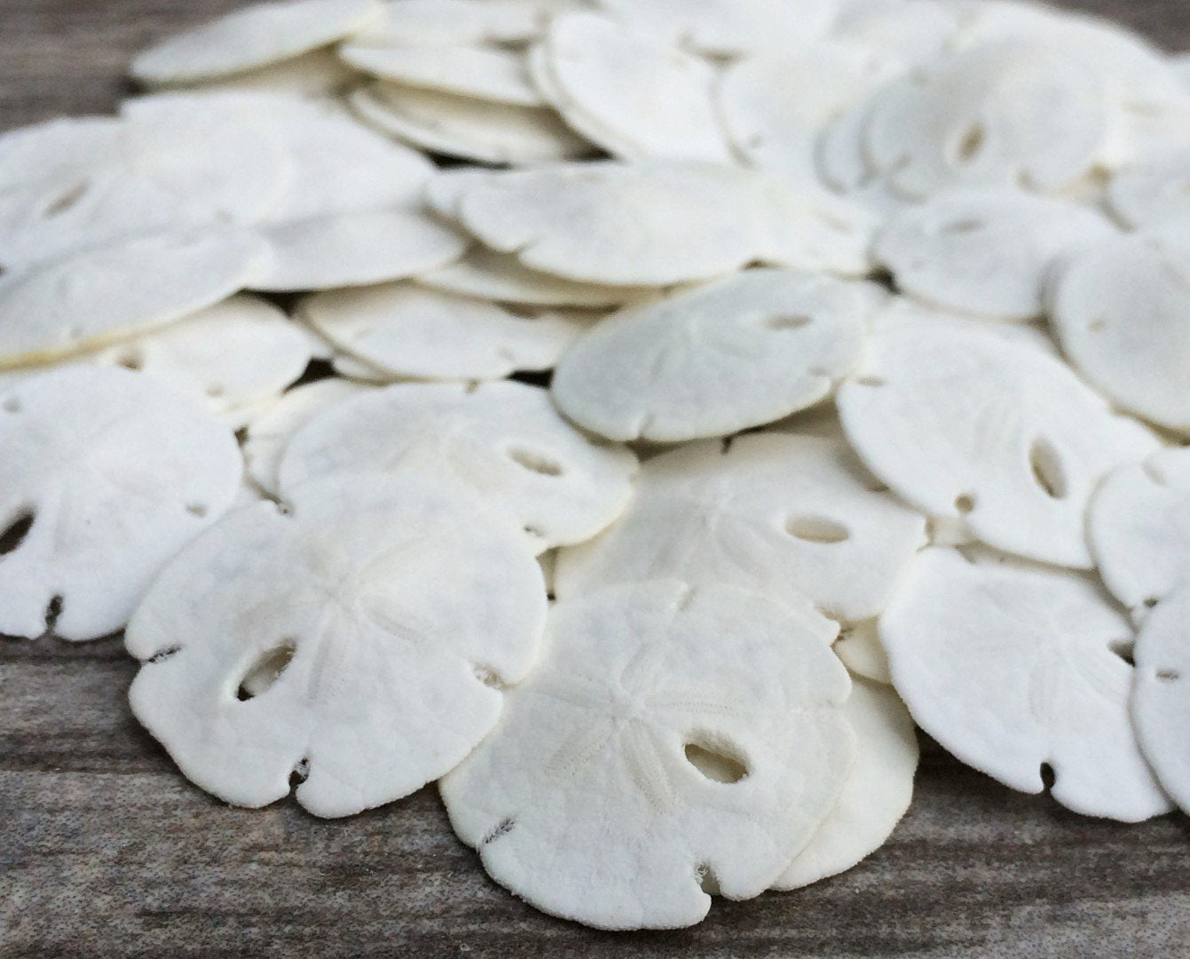 Sand Dollar  Real Sand Dollars  0.50 to 0.75 (50pk)  Sand Dollar Shells  Wedding Seashell Craft  Sand Dollars for Crafts 