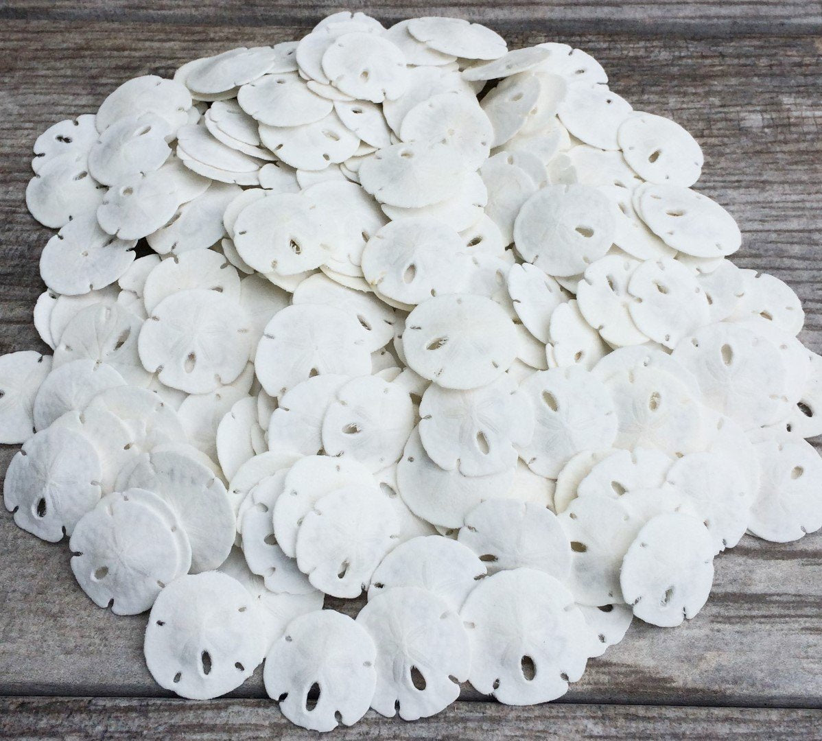 Real Sand Dollars Under 1 (200 Pack) - Sand Dollar Wall Art & Ornament Set - Beach Wedding Decor - Nautical Party Table Decor -